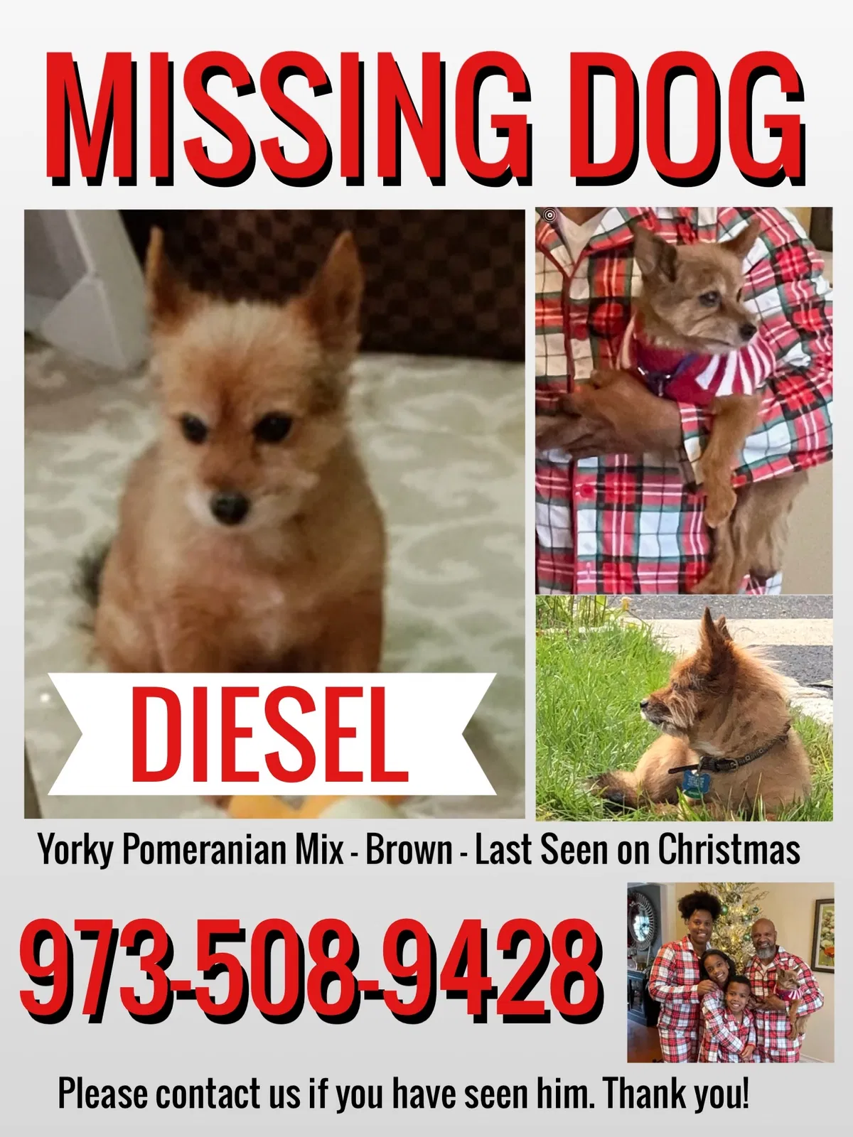 Lost dog in Hollis, NY, 11423