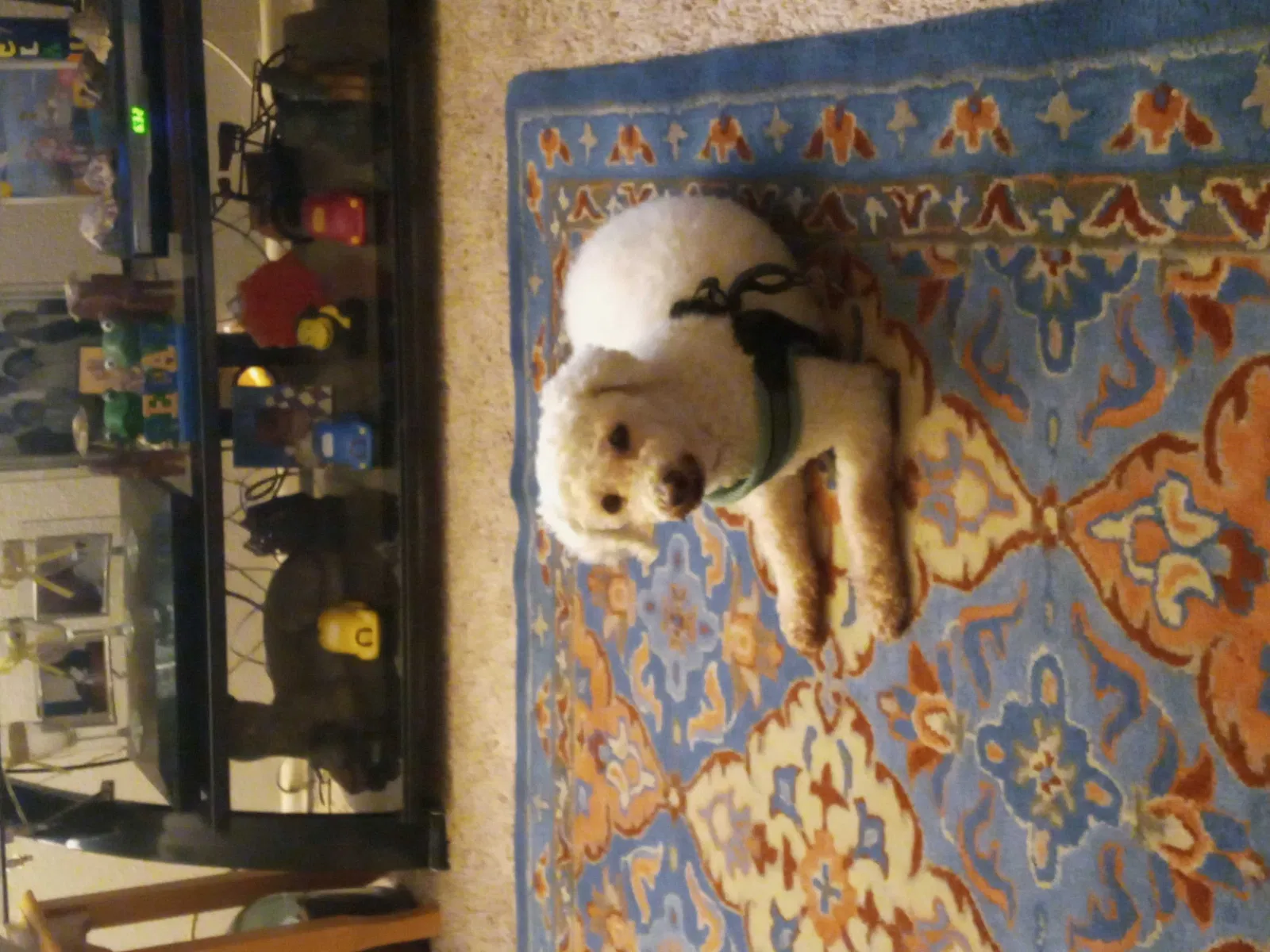 Lost dog in Pacoima, CA, 91331