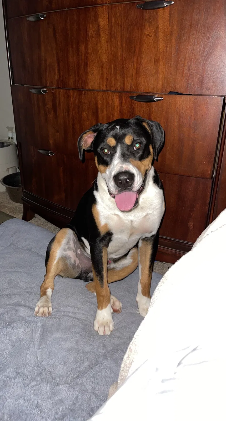 Lost dog in Pilot Mountain, NC, 27041