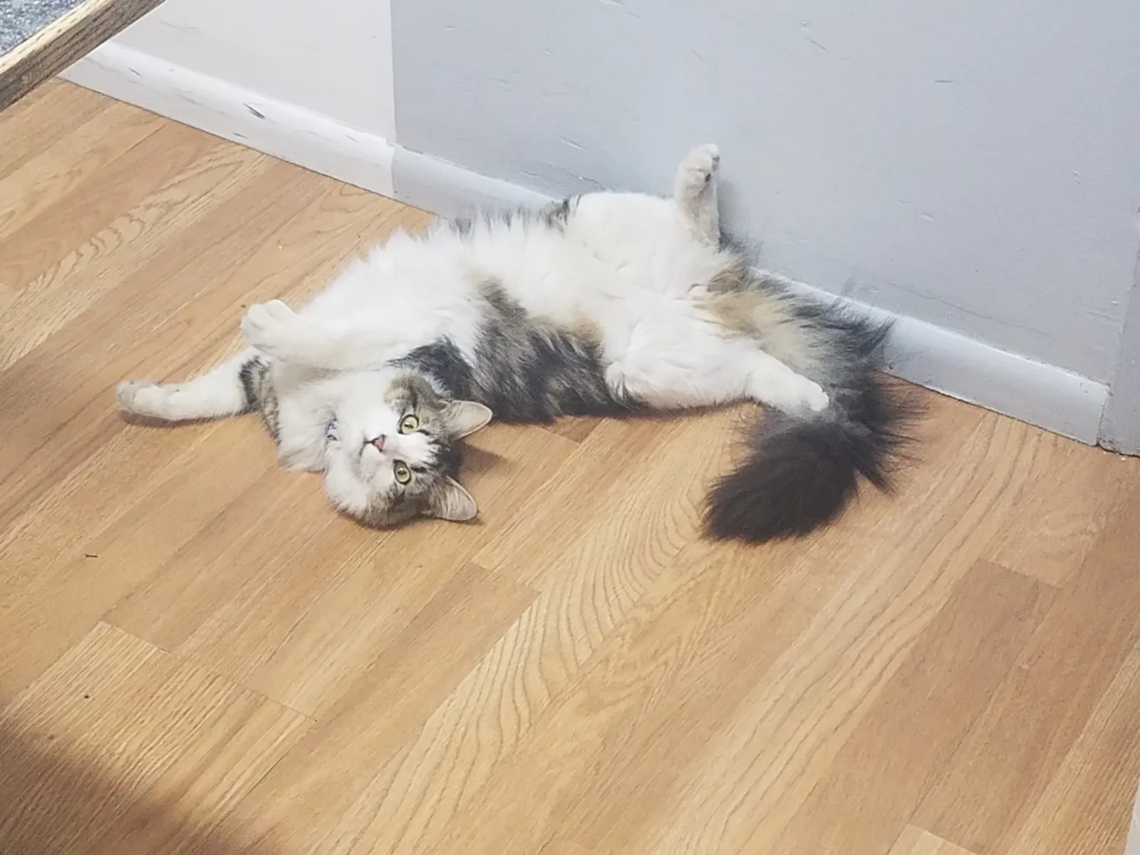 Lost cat in Las Vegas, NV, 89108