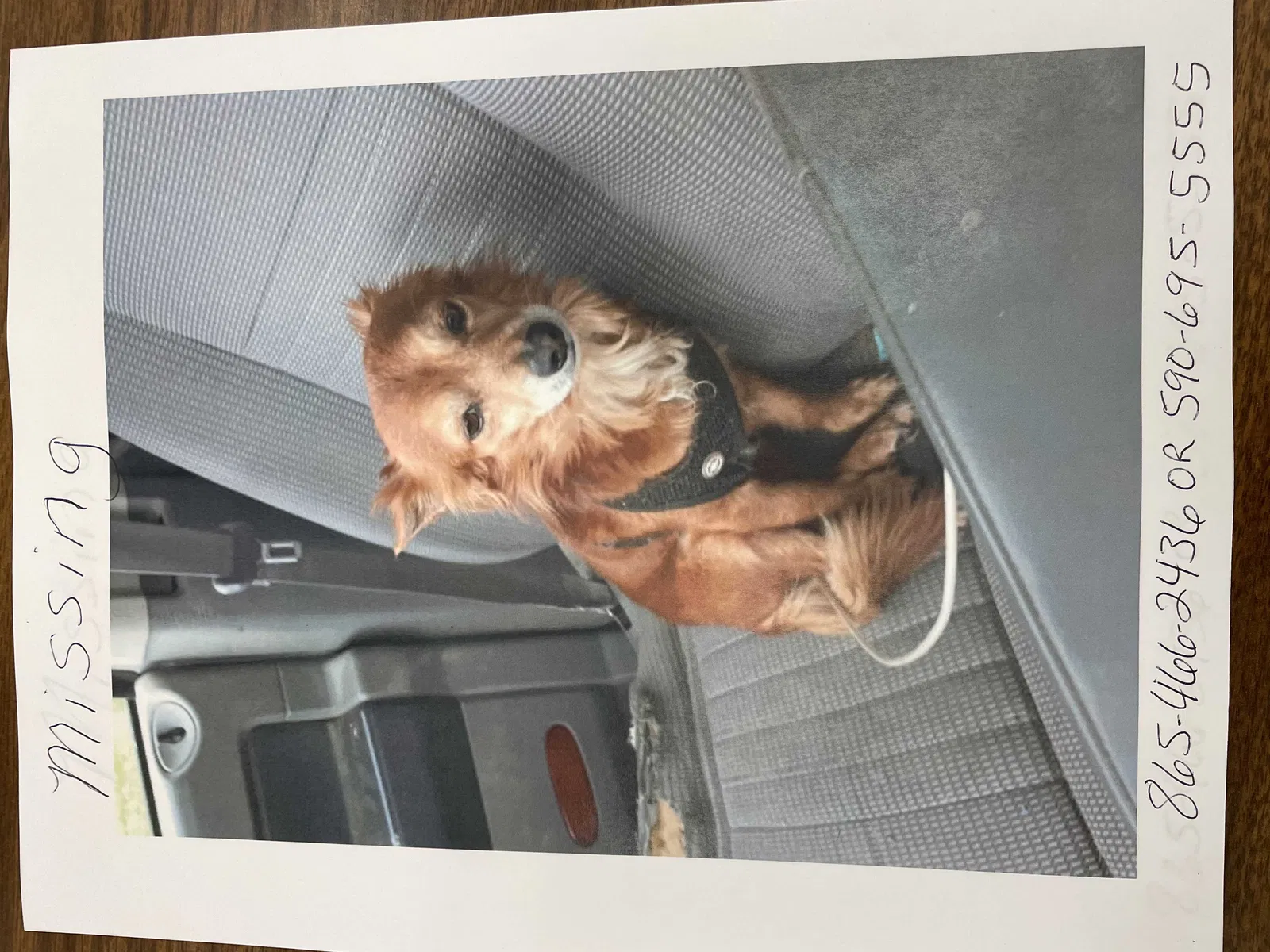 Lost dog in Lawton, OK, 73505
