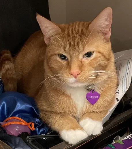 Lost cat in Oakland, CA, 94611