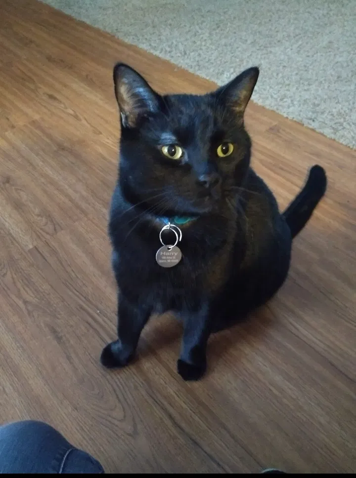 Lost cat in Sparta, MI, 49345