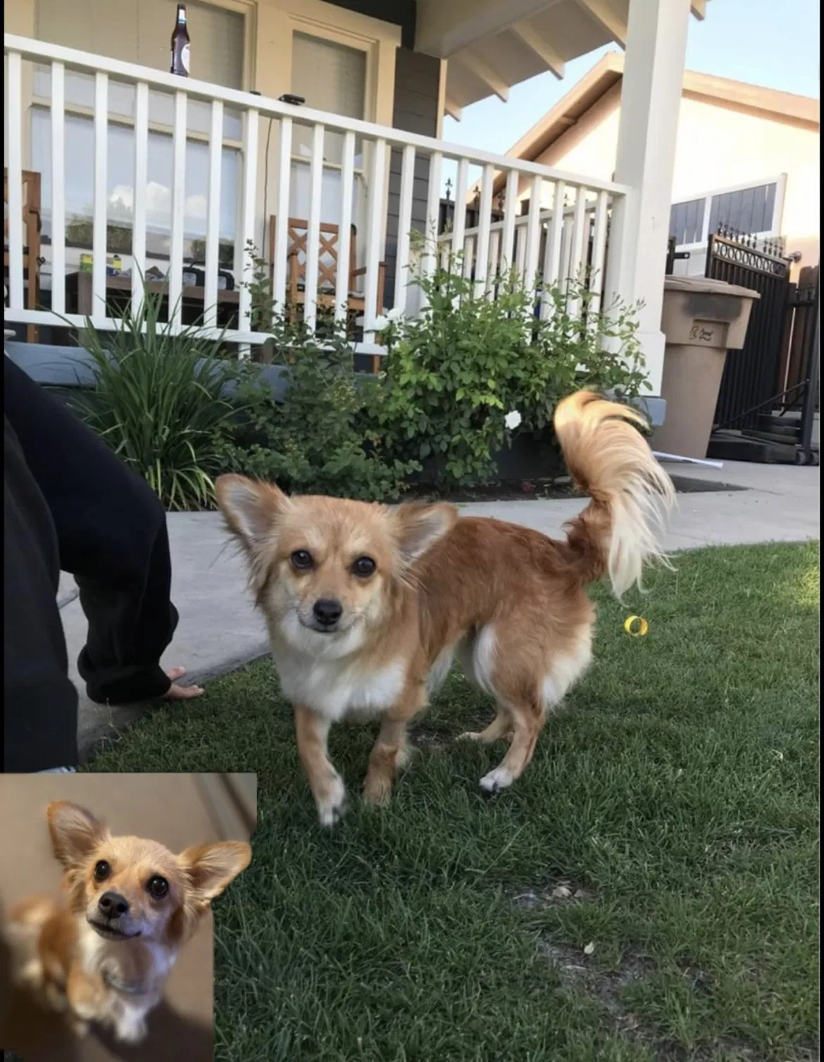 Lost dog in Bakersfield, CA, 93305