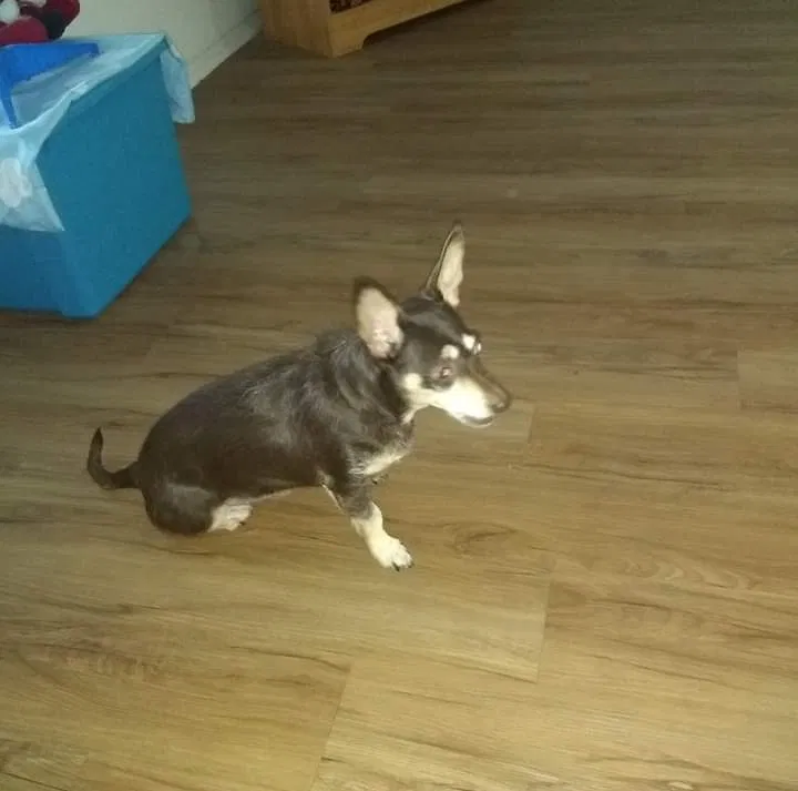 Lost dog in Longview, TX, 75602
