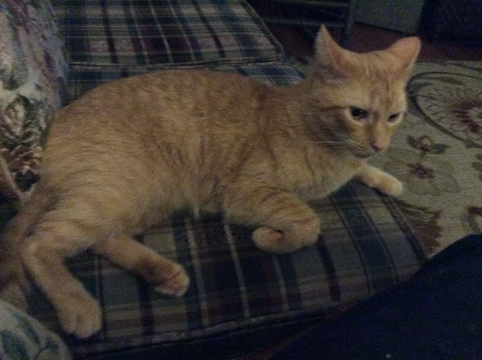 Lost cat in Dayton, OH, 45414