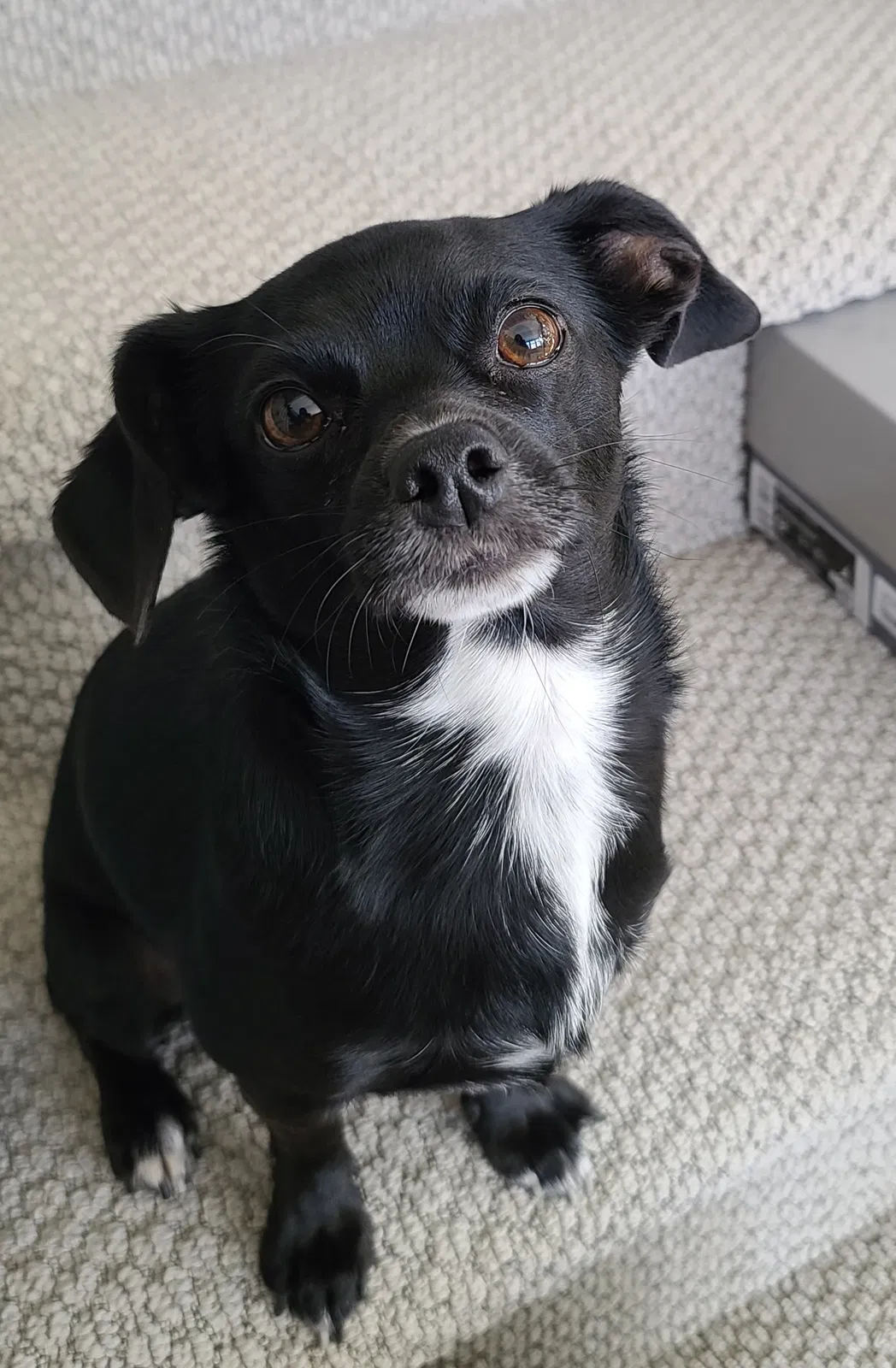 Lost dog in Denver, CO, 80260
