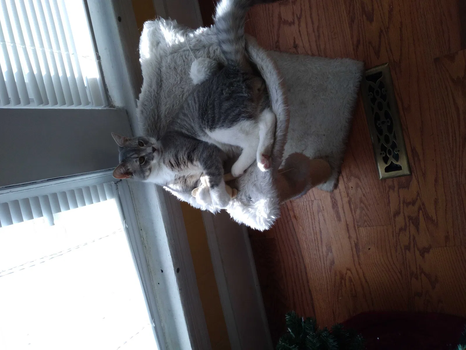 Lost cat in Wytheville, VA, 24382