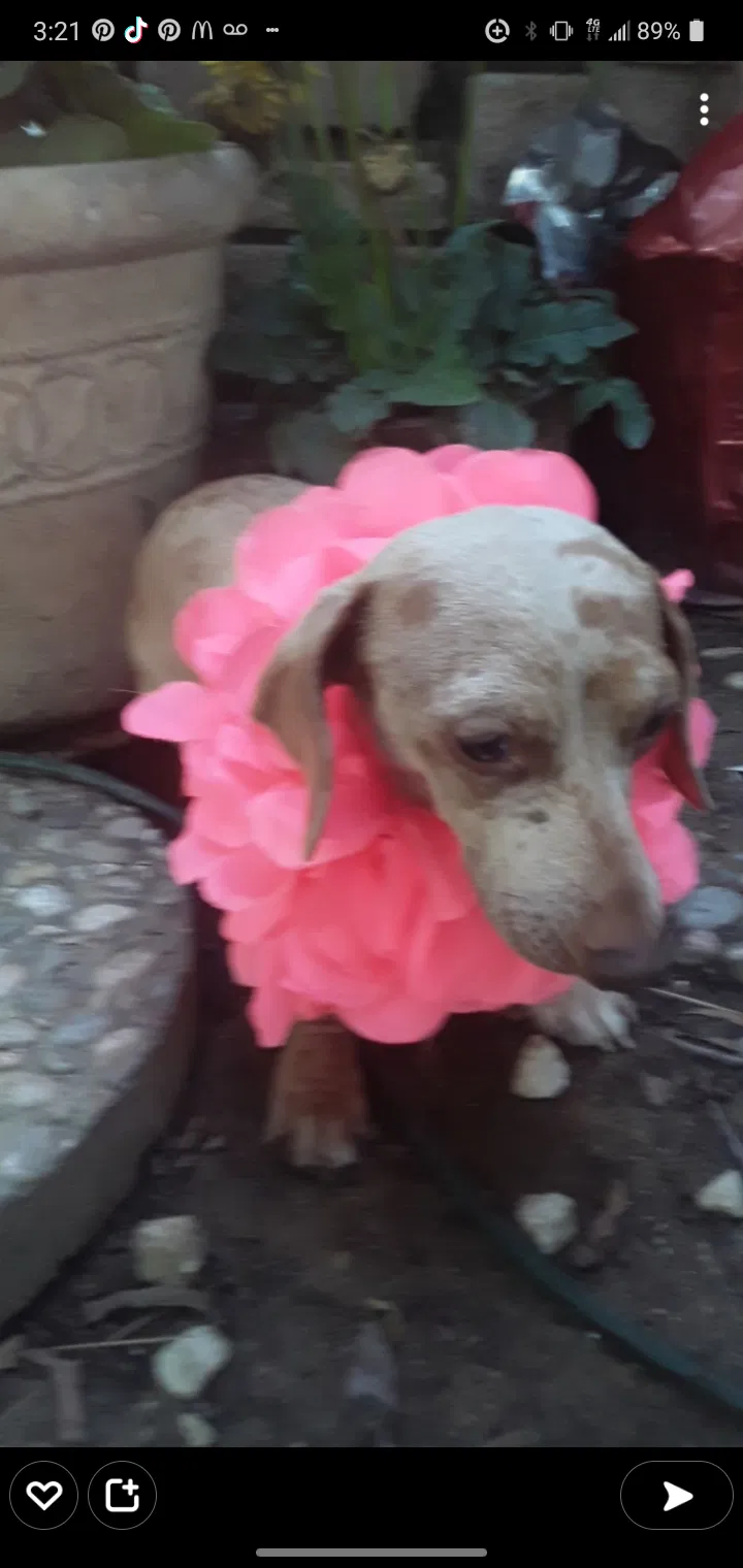 Lost dog in Bakersfield, CA, 93306