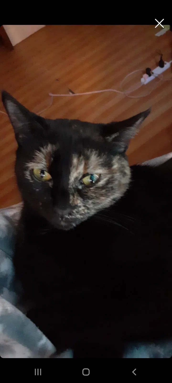 Lost cat in Hartford, CT, 6114