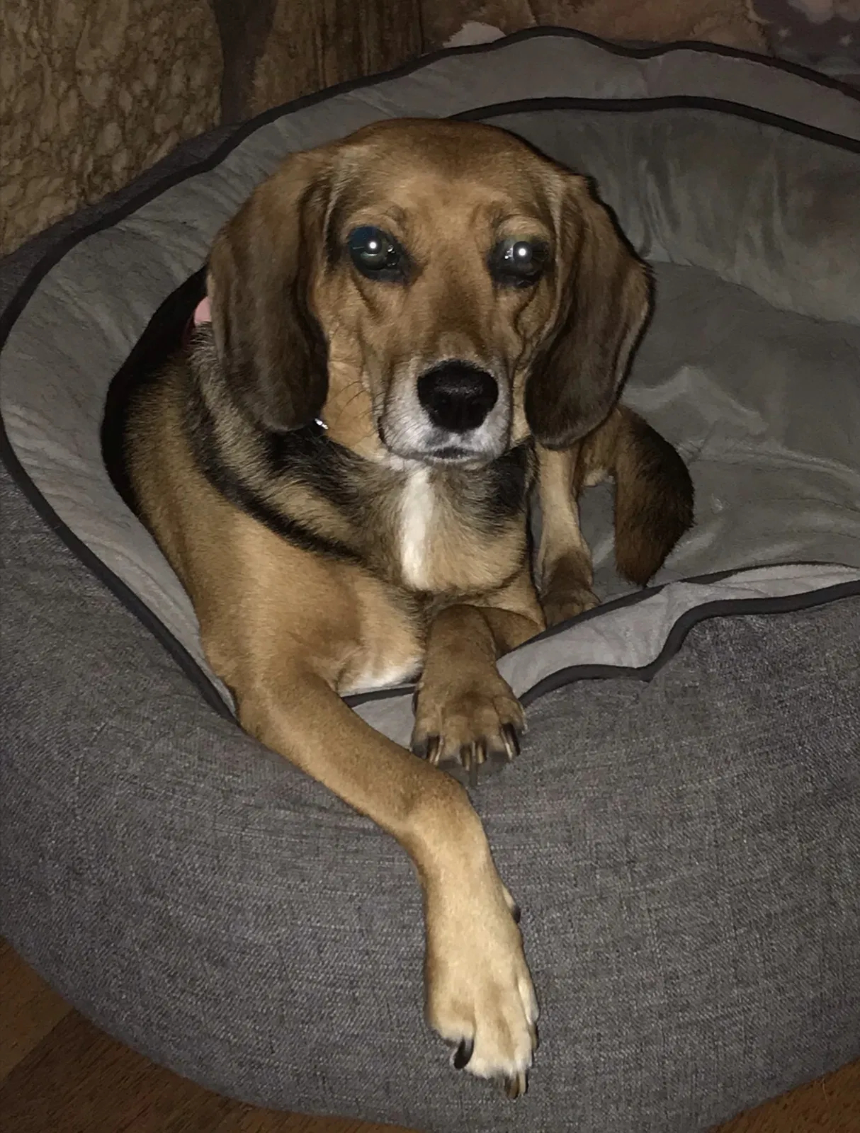Lost dog in Fort Wayne, IN, 46804