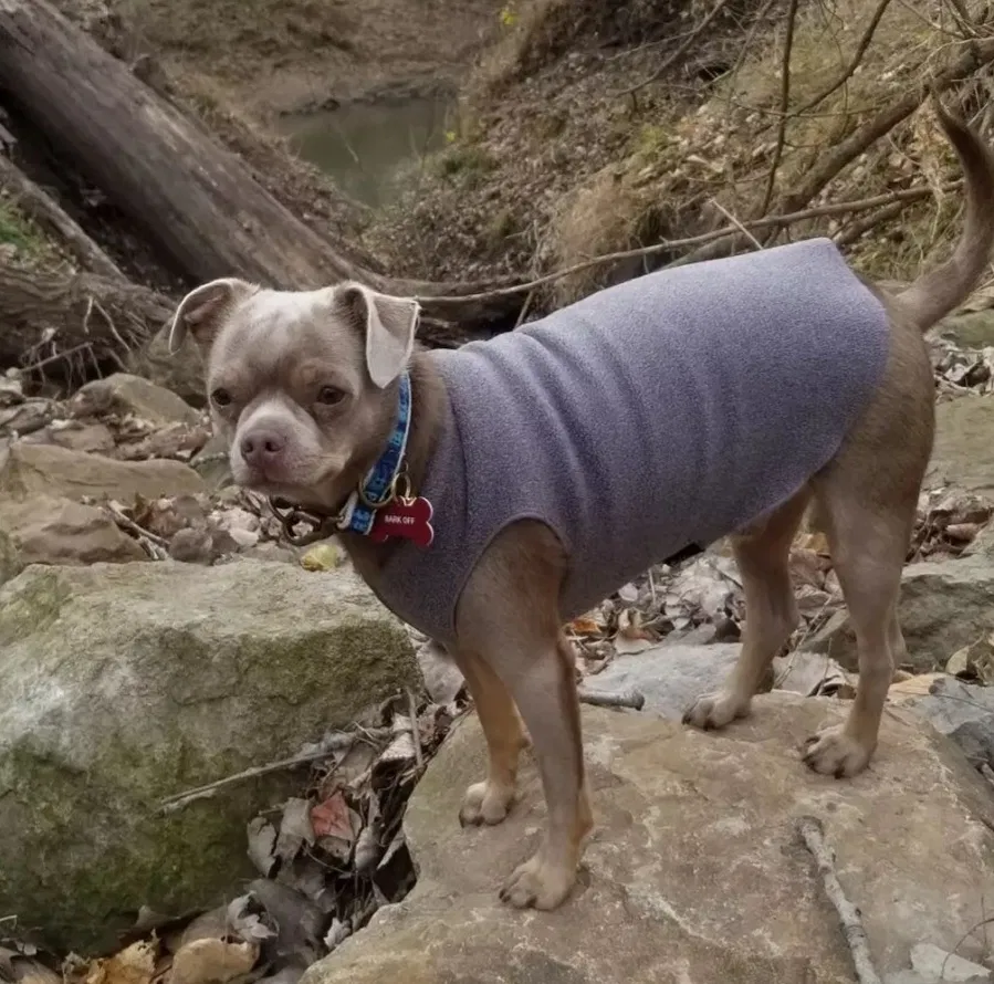 Lost dog in Paola, KS, 66071