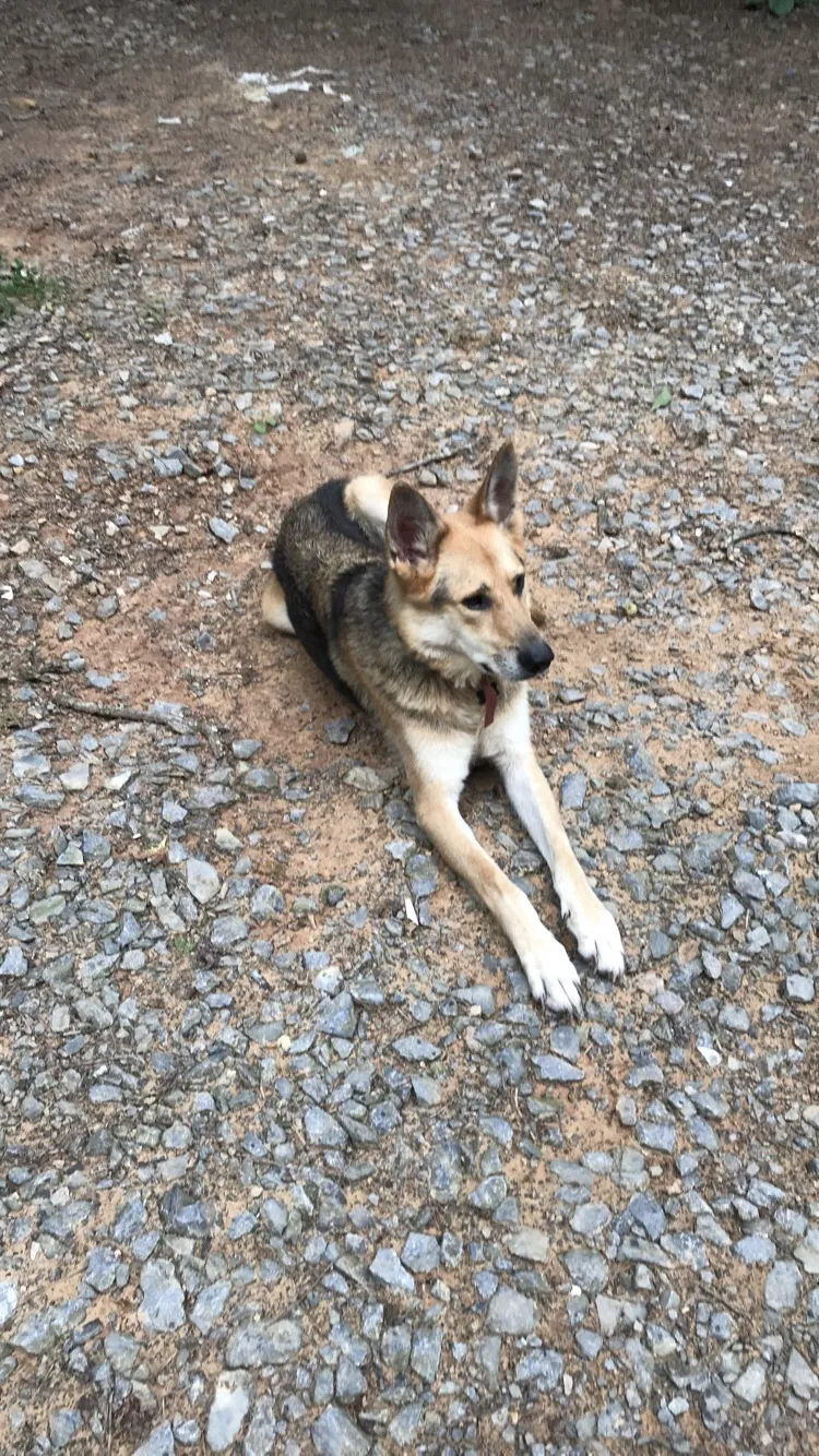 Lost dog in Mc Donald, TN, 37353