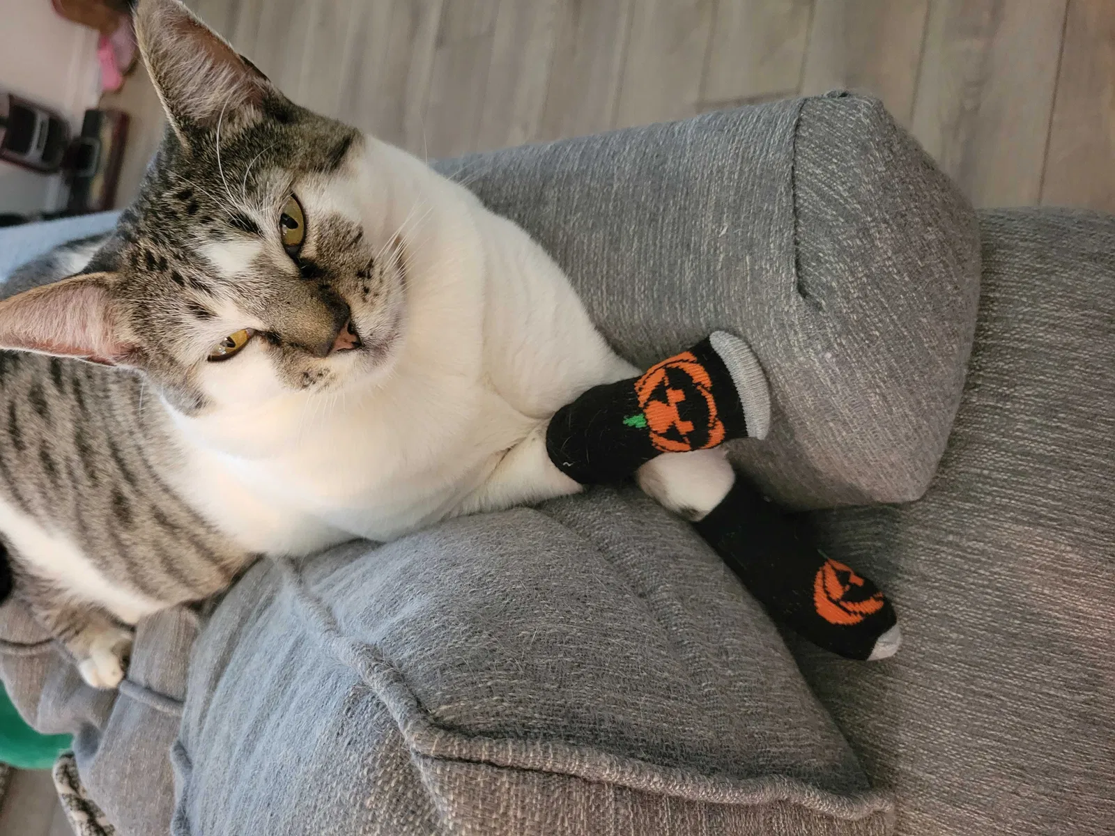 Lost cat in Brandon, FL, 33511