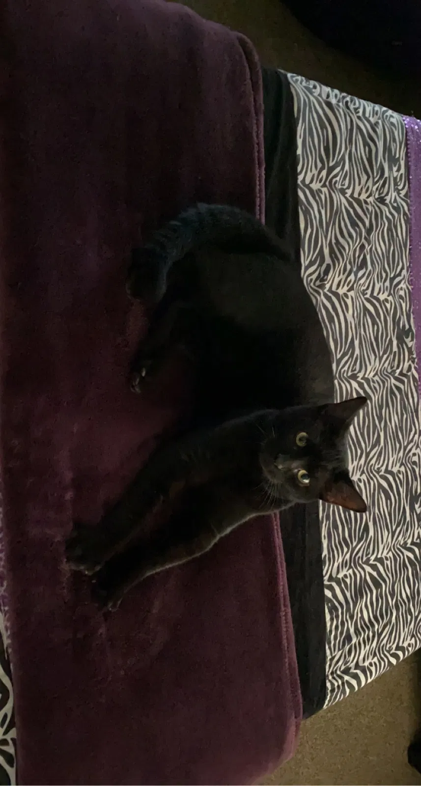Lost cat in Citra, FL, 32113