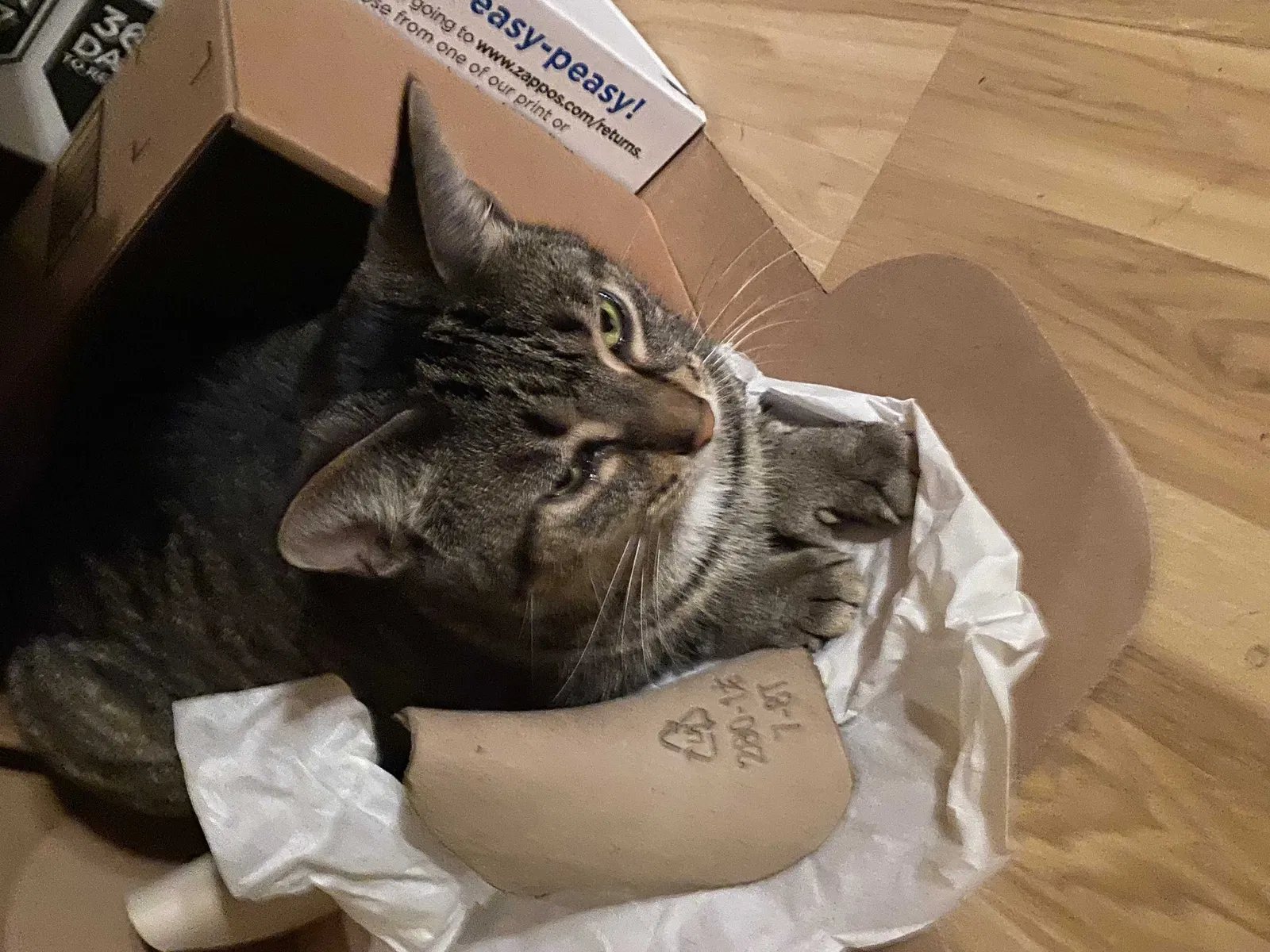 Lost cat in Grand Rapids, MI, 49507