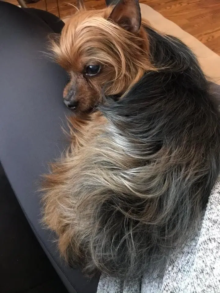 Lost dog in Maryville, TN, 37803