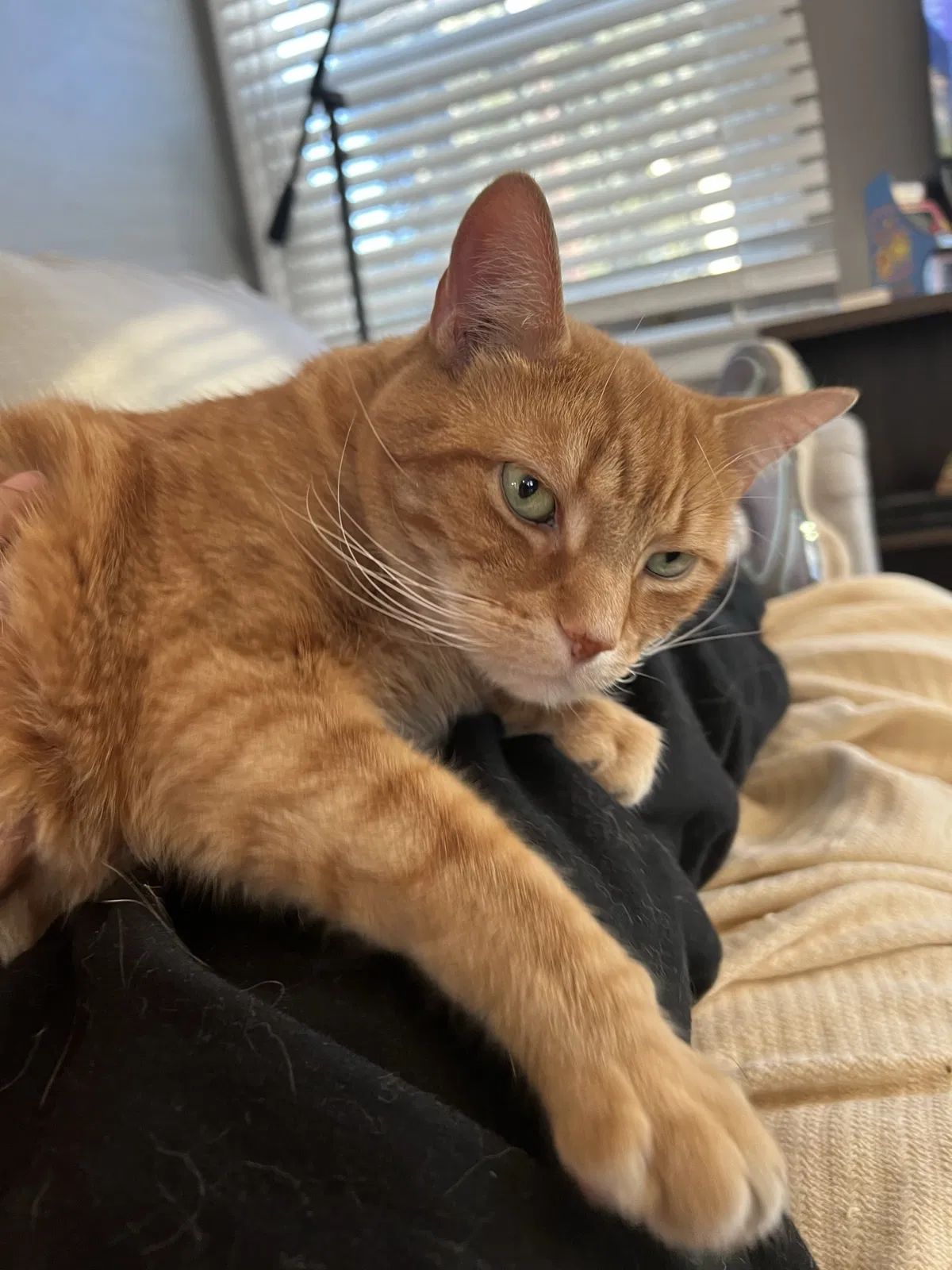 Lost cat in Los Angeles, CA, 90019