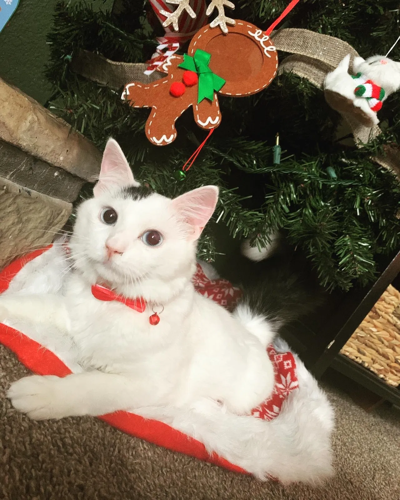 Lost cat in Crosby, TX, 77532