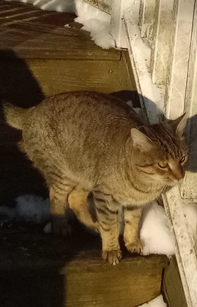 Lost cat in Ottsville, PA, 18942