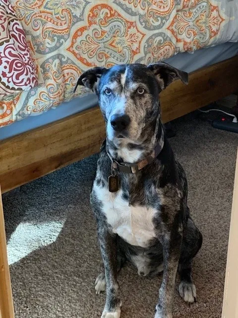 Lost dog in Garland, TX, 75044