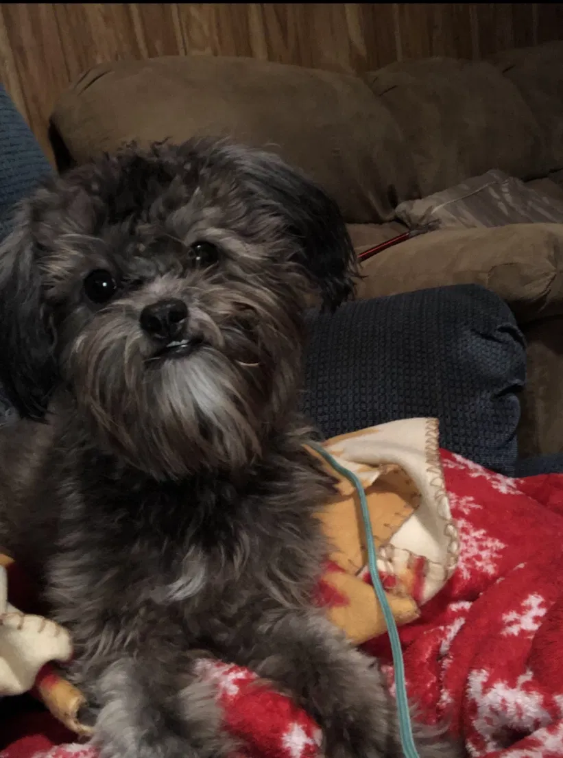 Lost dog in Deltona, FL, 32725