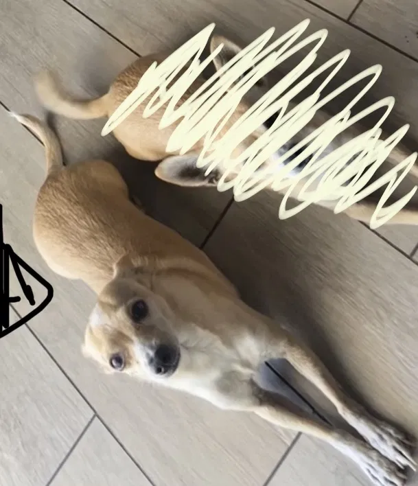 Lost dog in Mesa, AZ, 85204