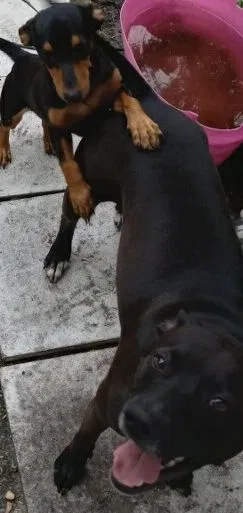Lost dog in Pompano Beach, FL, 33068