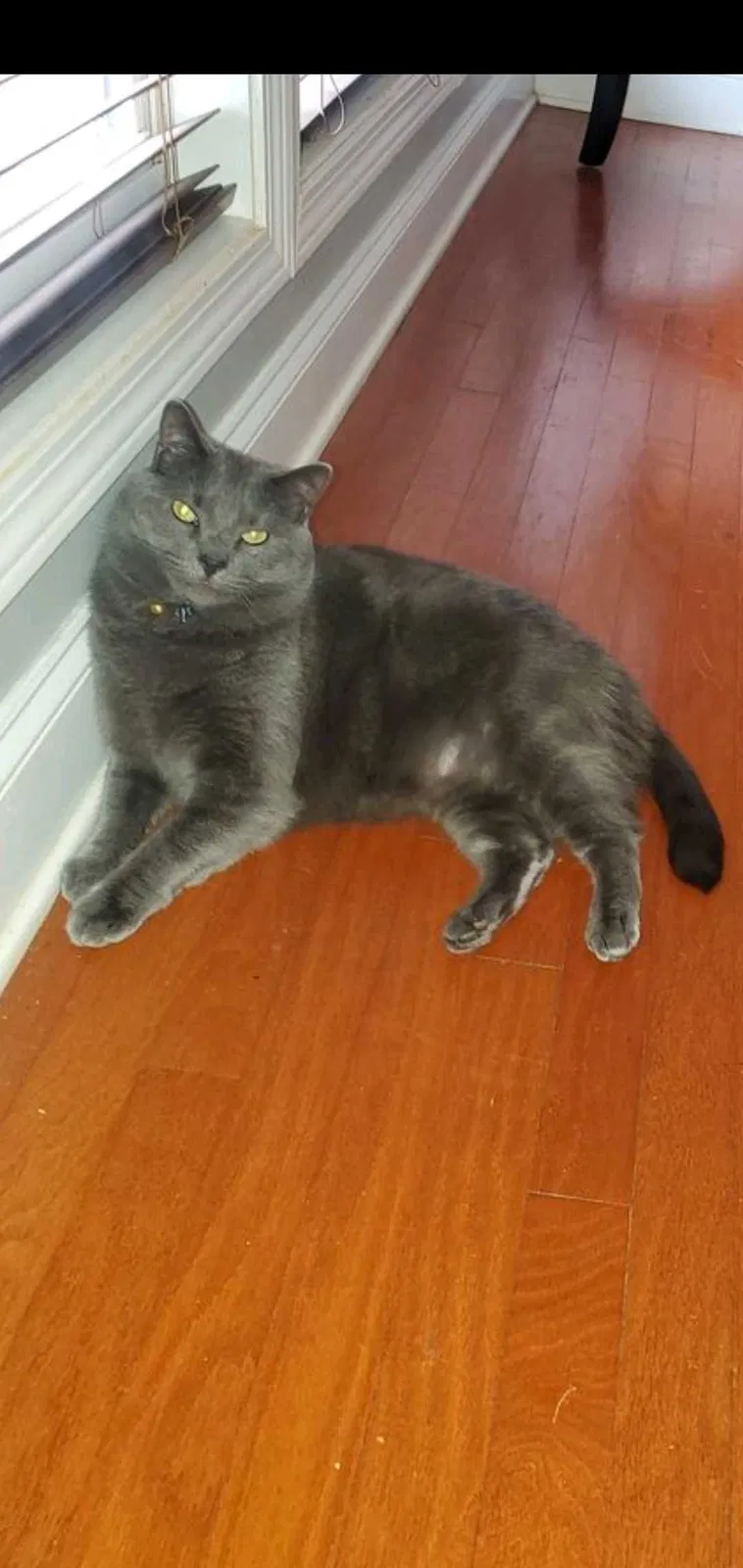 Lost cat in Suwanee, GA, 30024