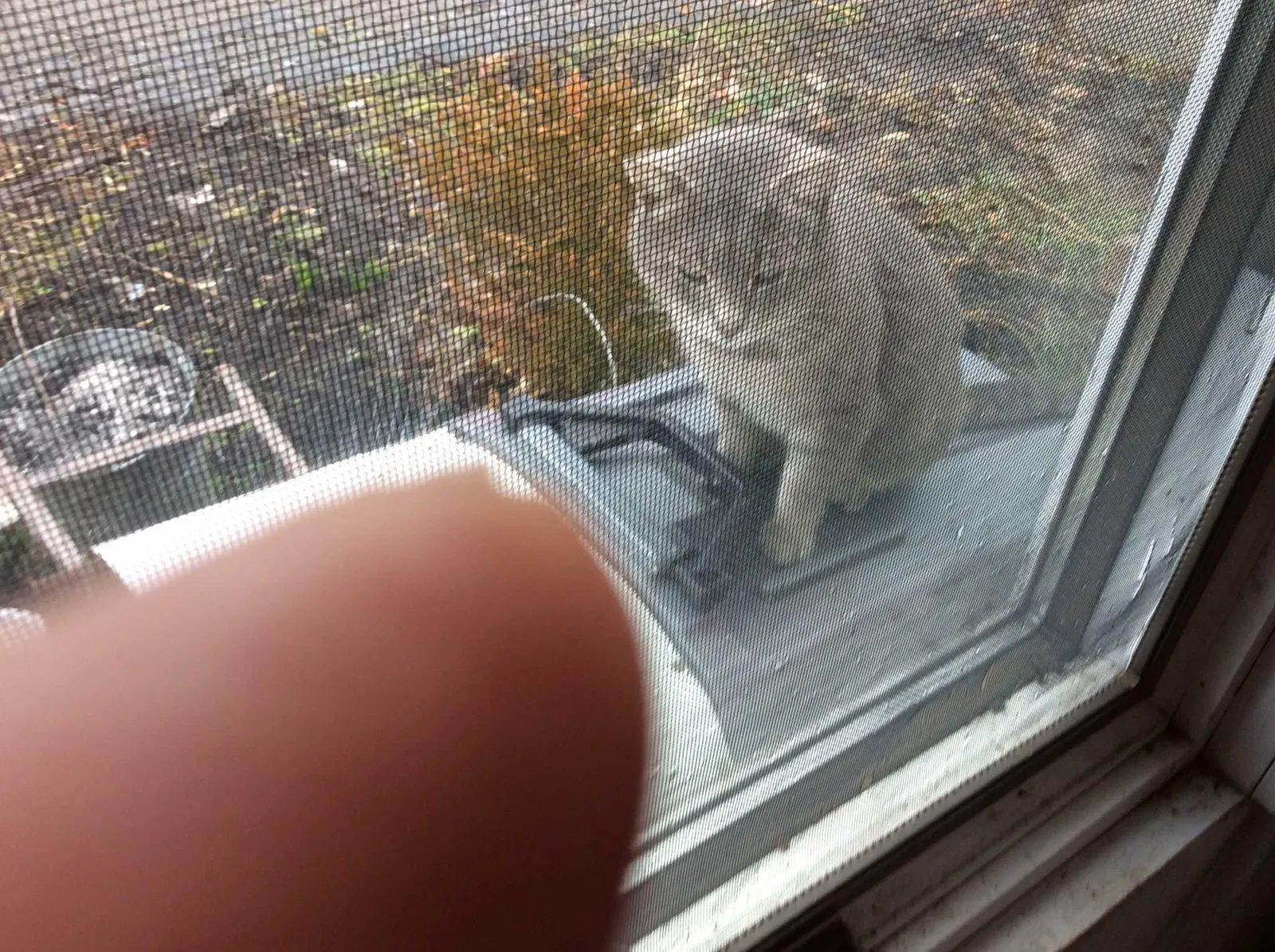Found cat in Dayton, OH, 45414