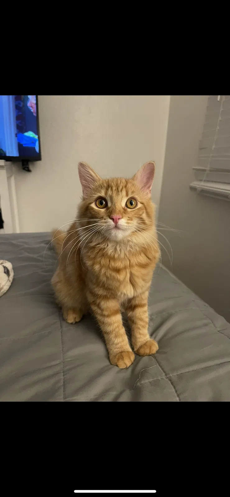 Lost cat in Auburn, CA, 95602