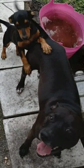 Lost dog in Pompano Beach, FL, 33068