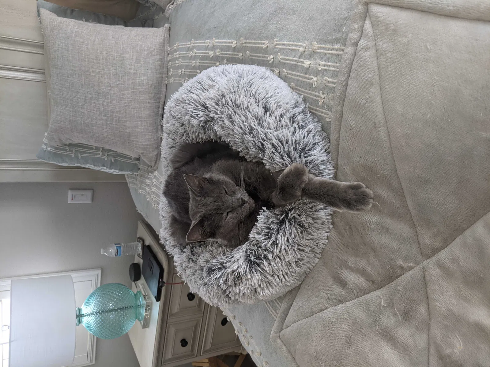 Lost cat in Murrieta, CA, 92562