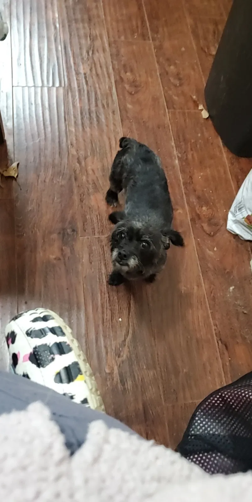 Lost dog in Fayetteville, NC, 28314