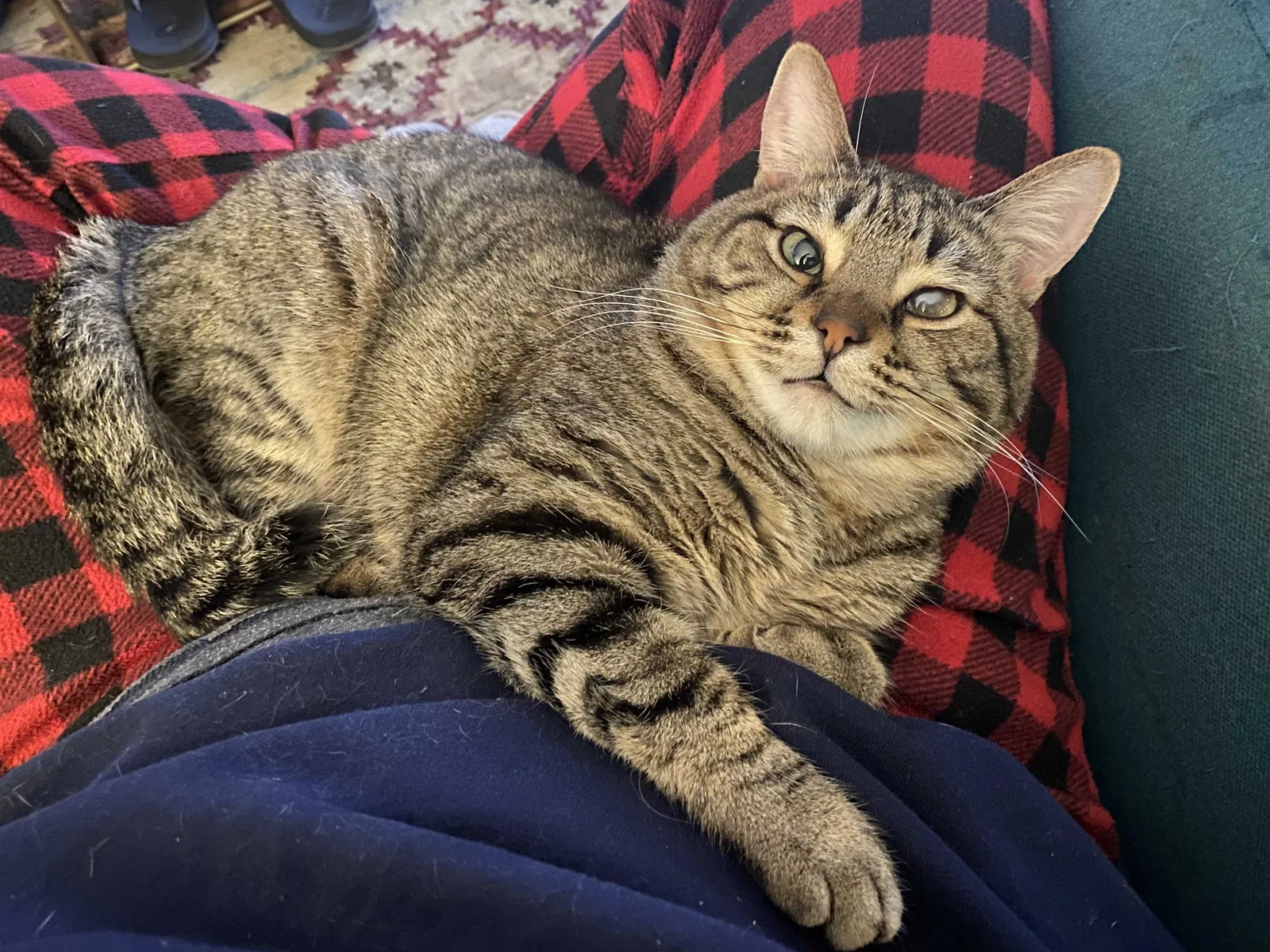 Lost cat in Fair Oaks, CA, 95628