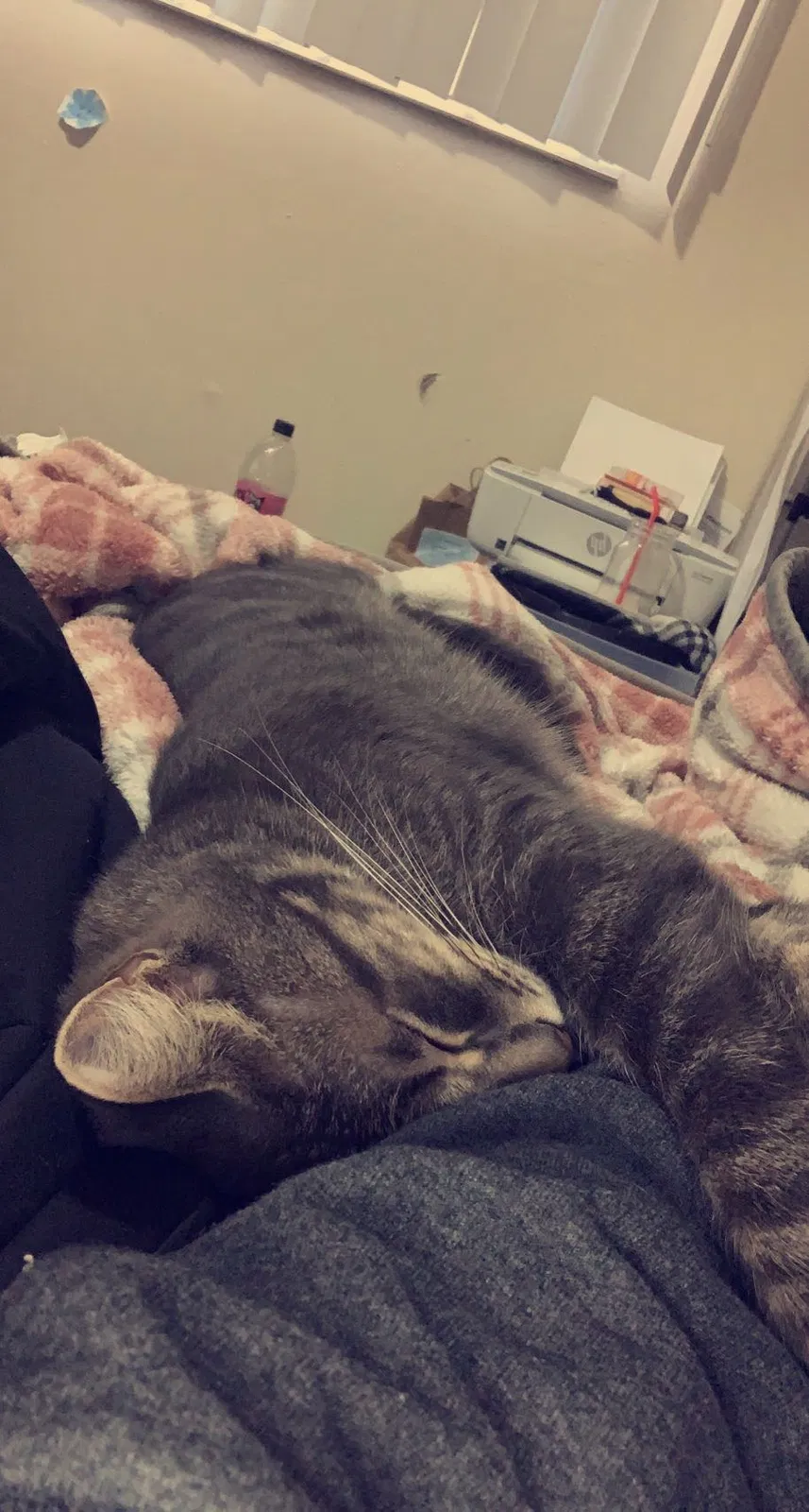 Lost cat in Unknown, MI, 59202