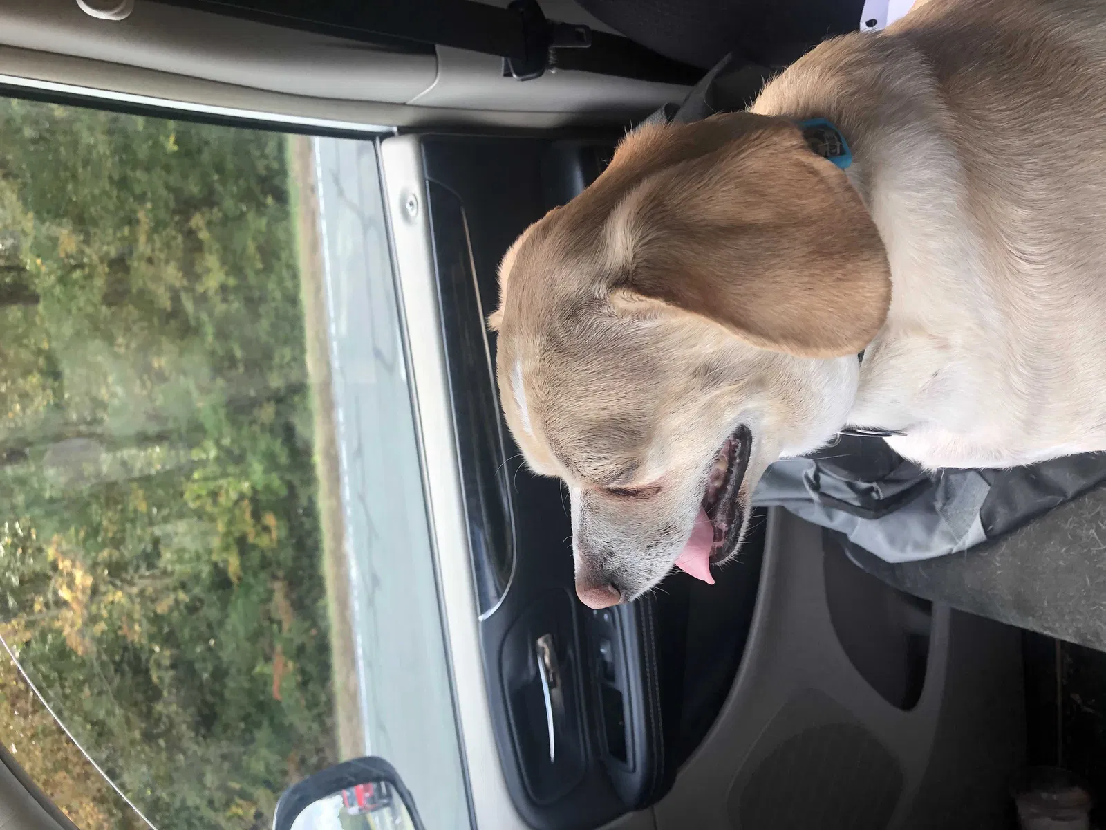 Lost dog in Hope Mills, NC, 28348