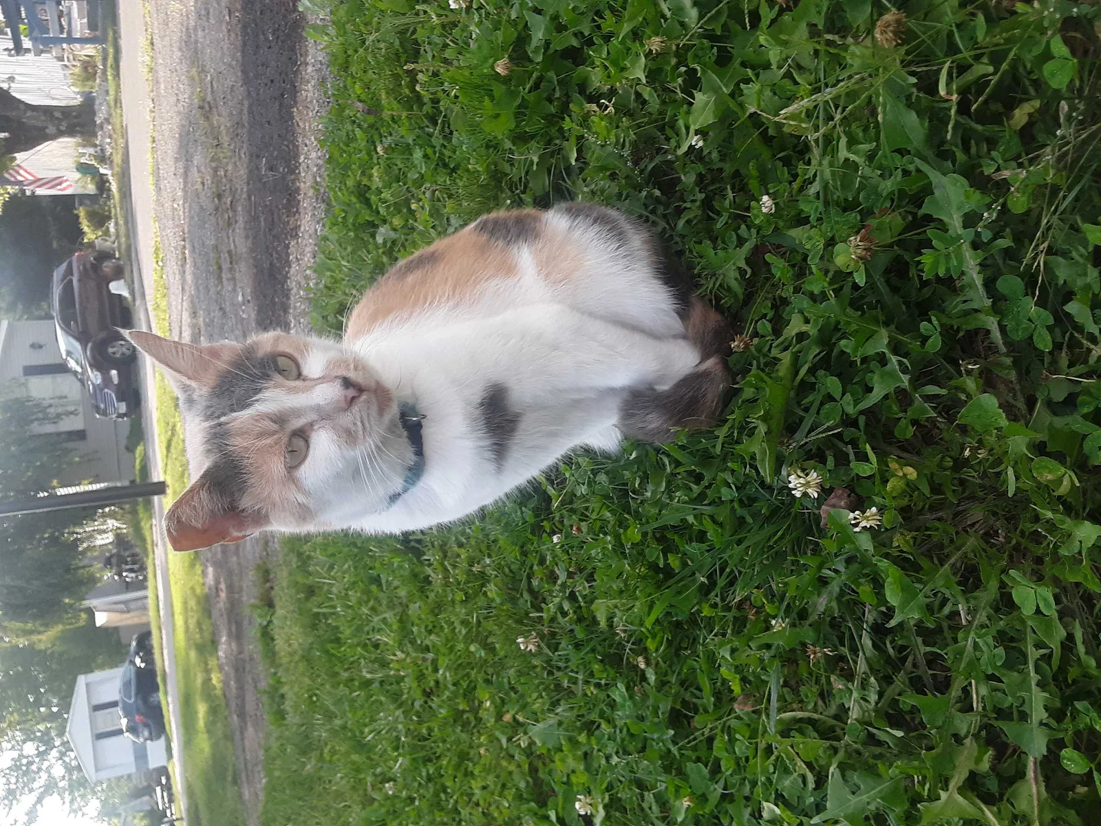 Lost cat in Groveport, OH, 43125