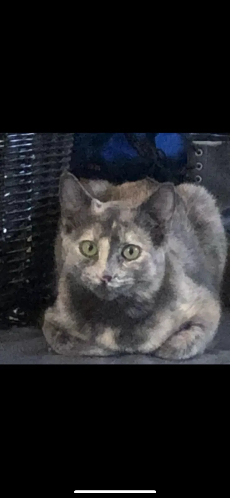 Lost cat in Orangevale, CA, 95662