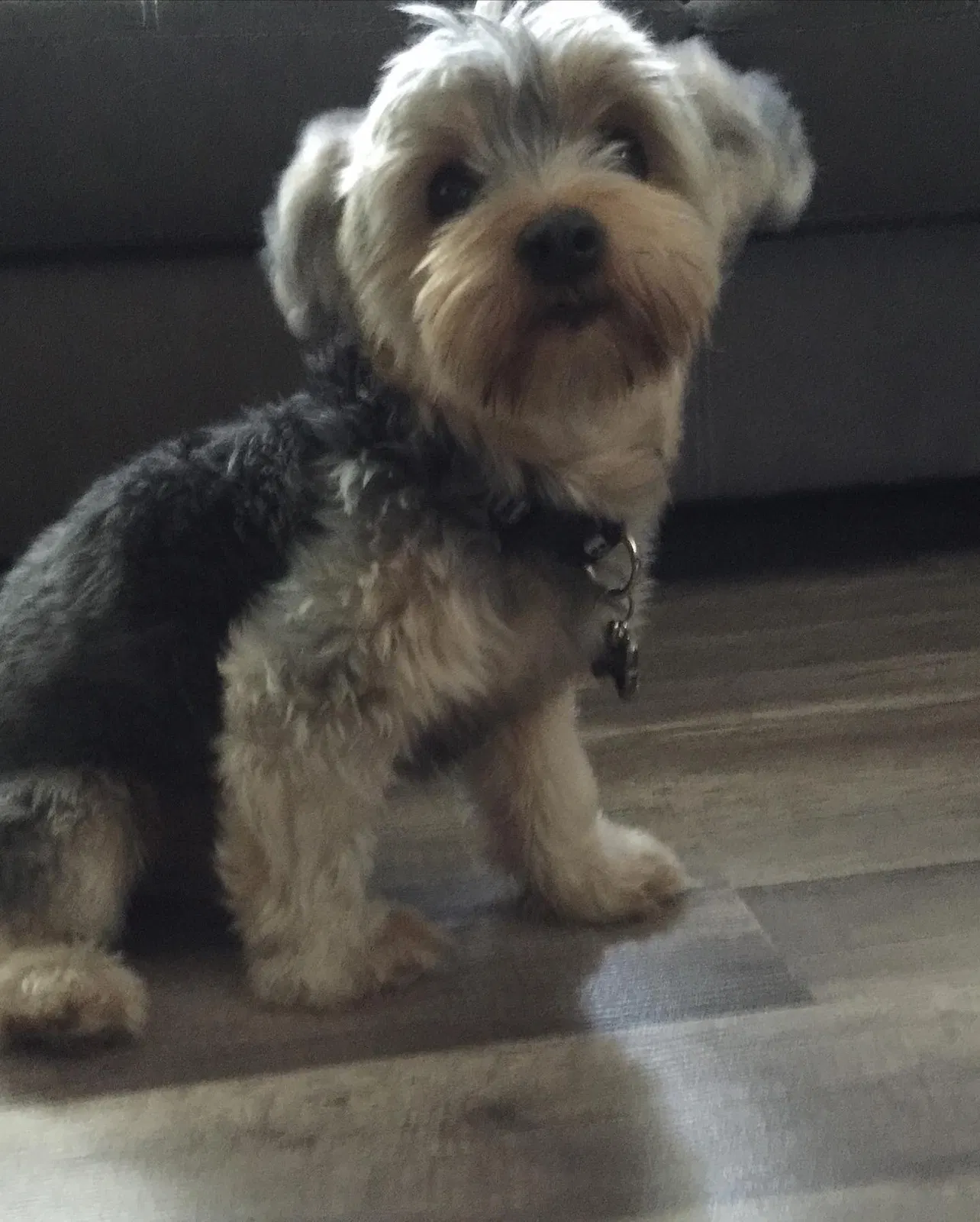 Lost dog in Los Angeles, CA, 90047