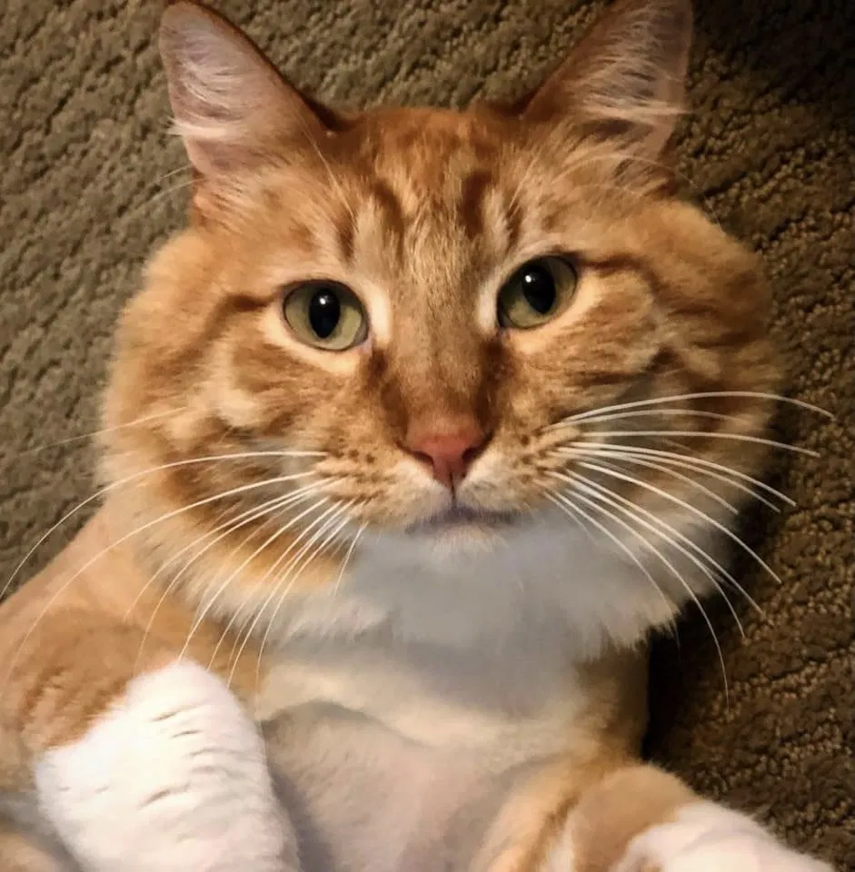 Lost cat in Fort Collins, CO, 80528