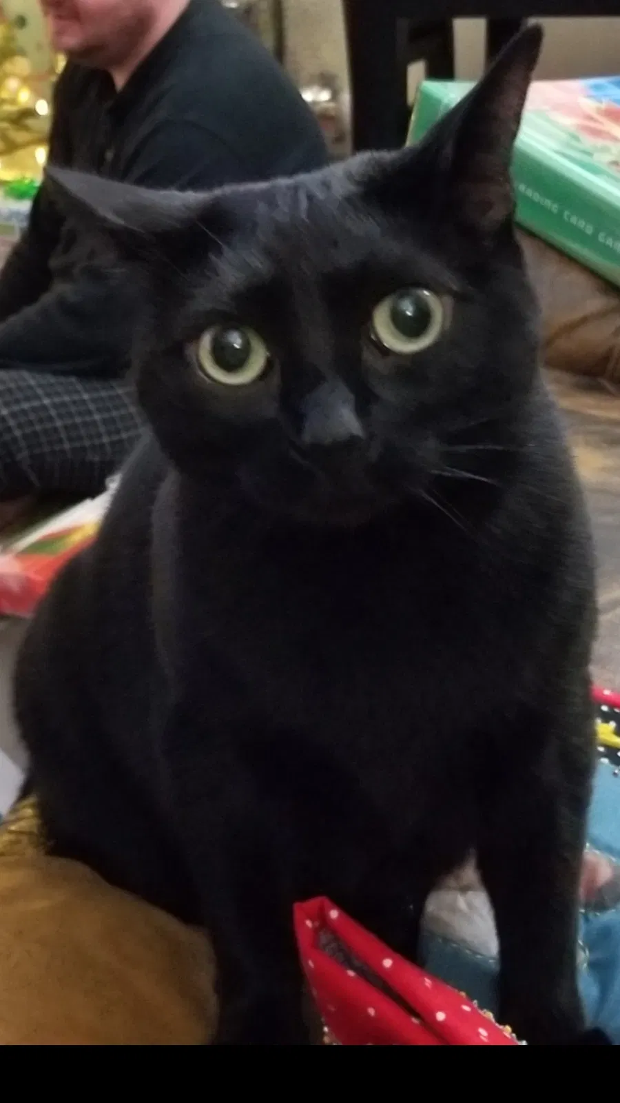 Lost cat in Roseville, CA, 95678
