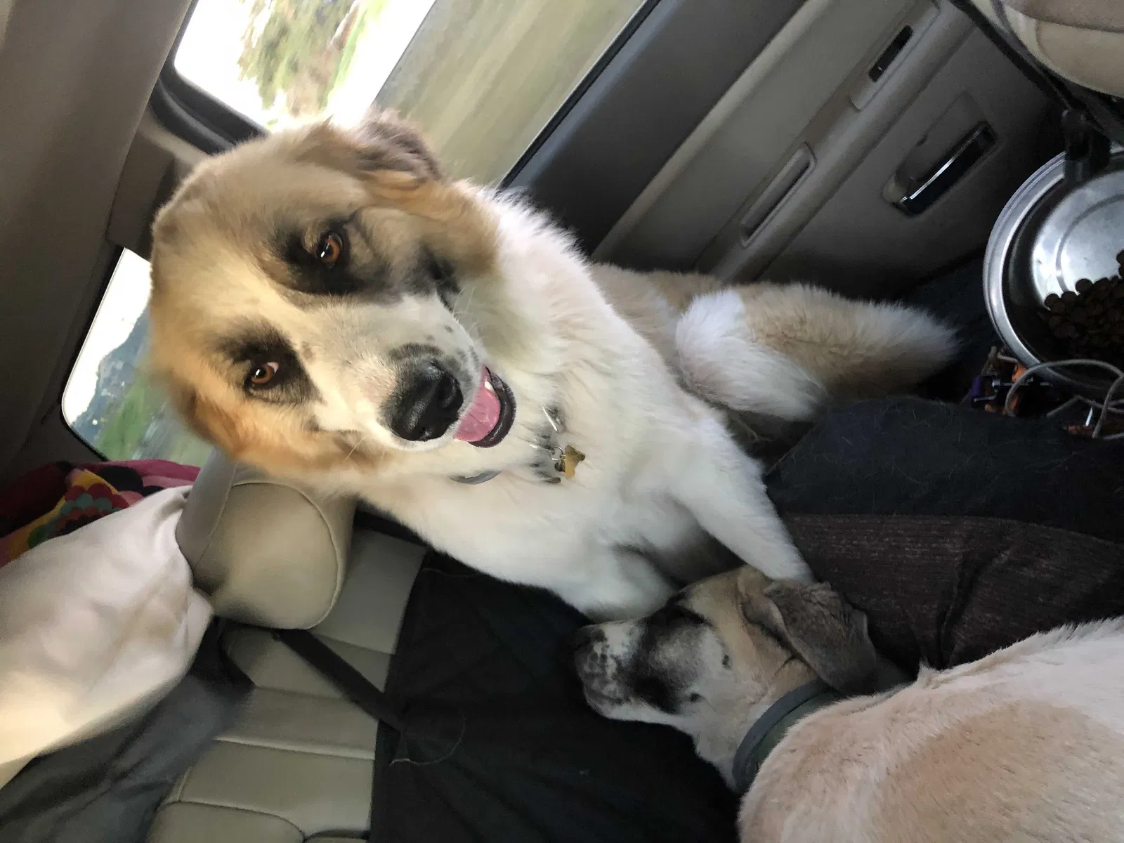 Lost dog in Kelso, WA, 98626