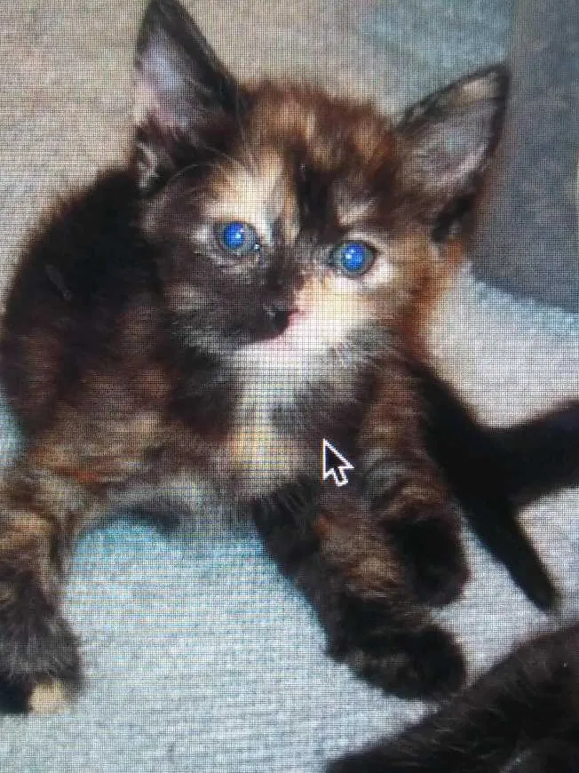 Lost cat in Cave Creek, AZ, 85331