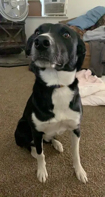 Lost dog in Coarsegold, CA, 93614