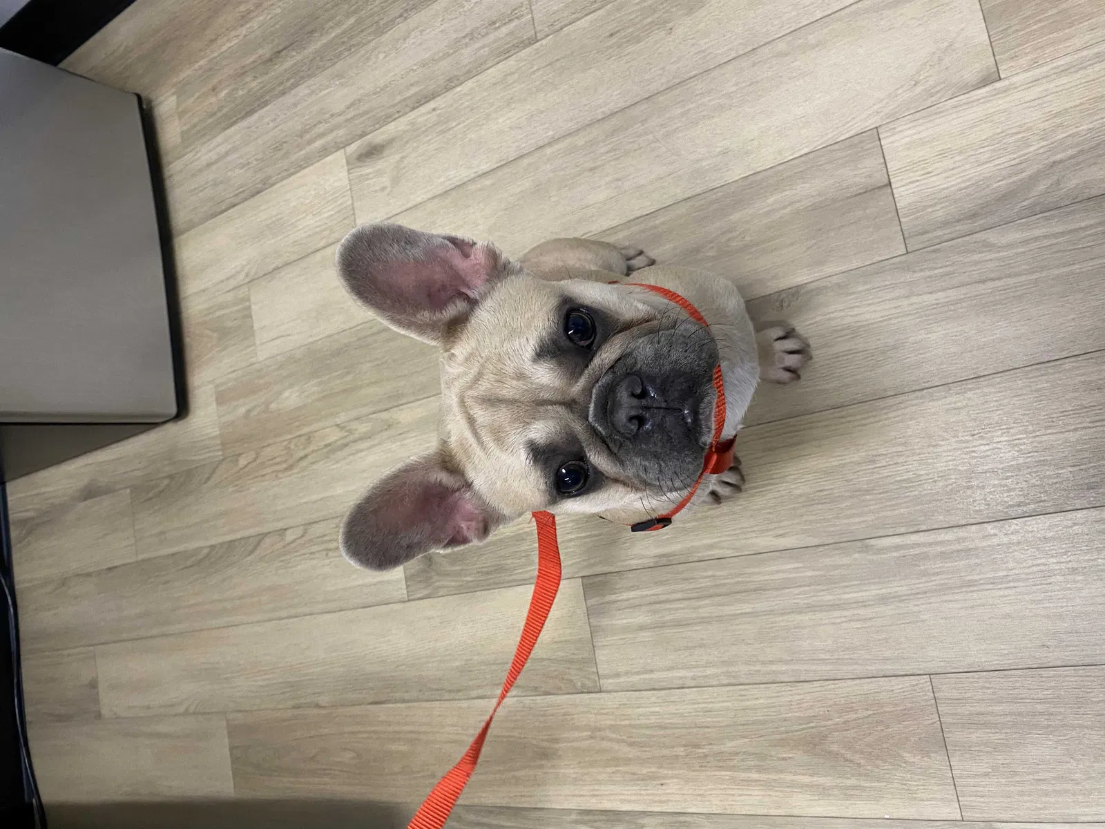 Found dog in Gardena, CA, 90247