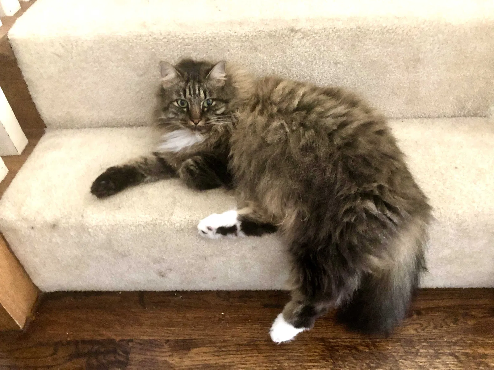 Lost cat in Plano, TX, 75024