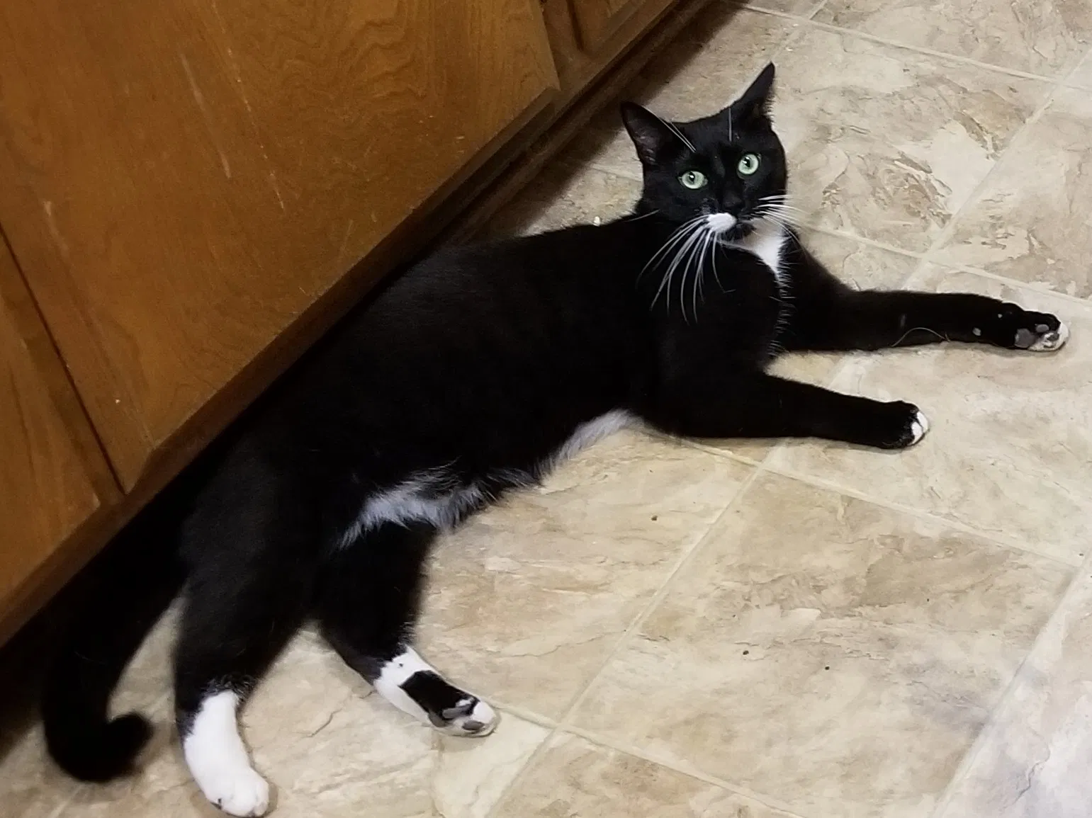 Lost cat in Thousand Oaks, CA, 91360