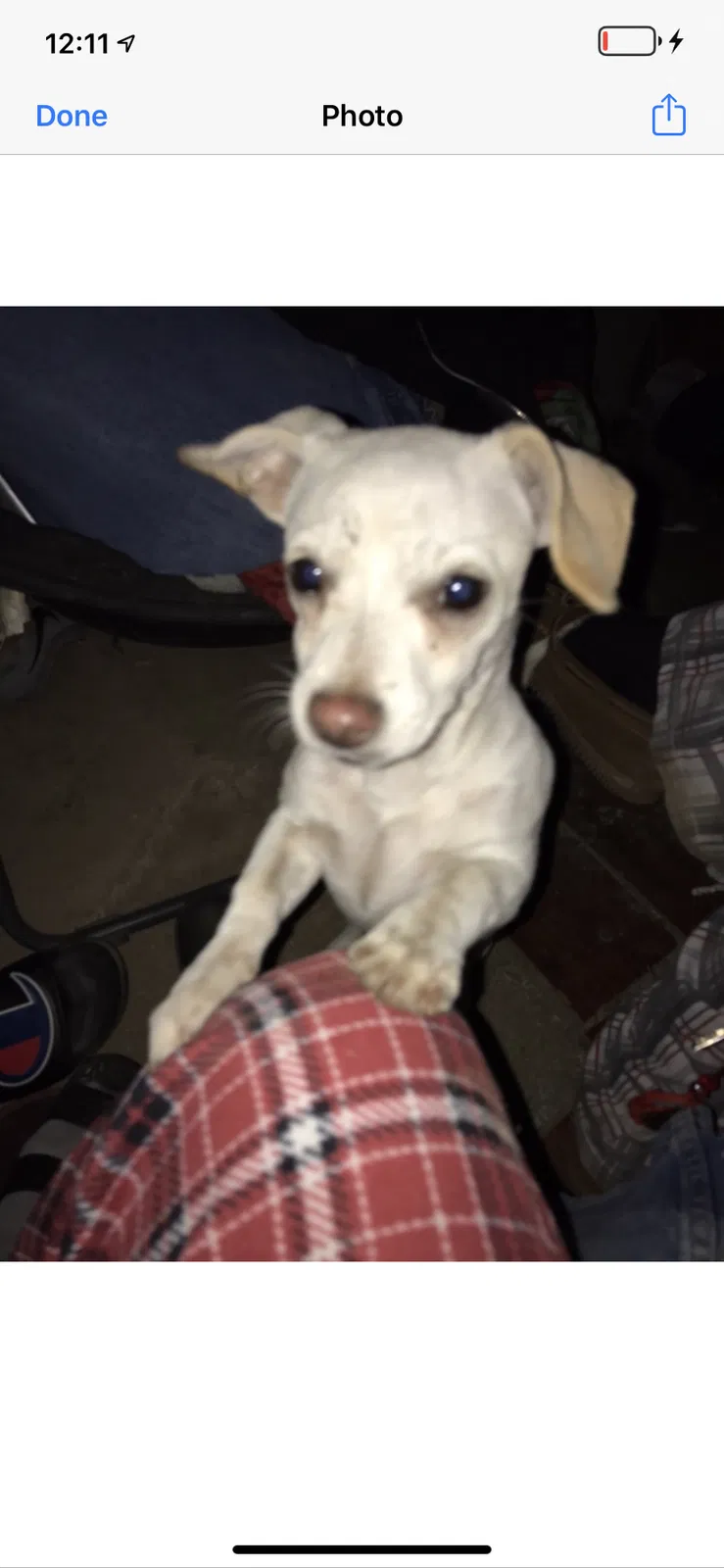 Lost dog in Bakersfield, CA, 93305