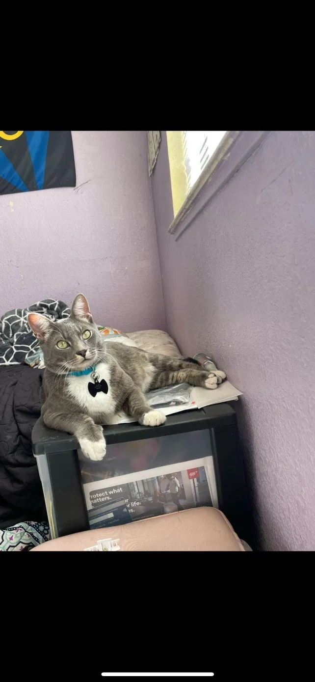Lost cat in Fremont, CA, 94536